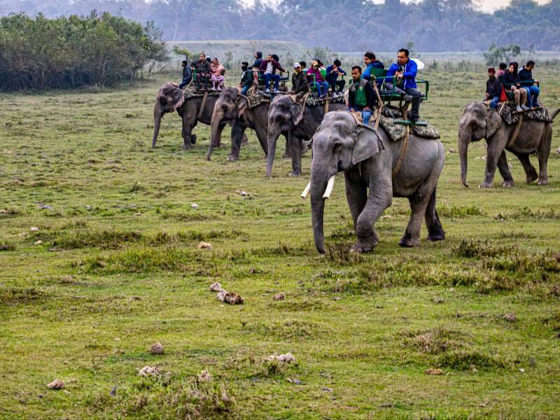 Kaziranga Safari